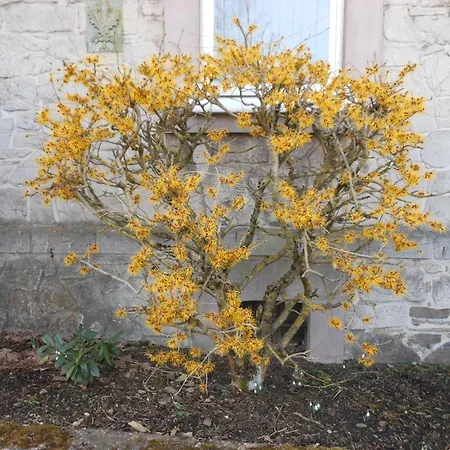 Hotel Westfalenhof Garni